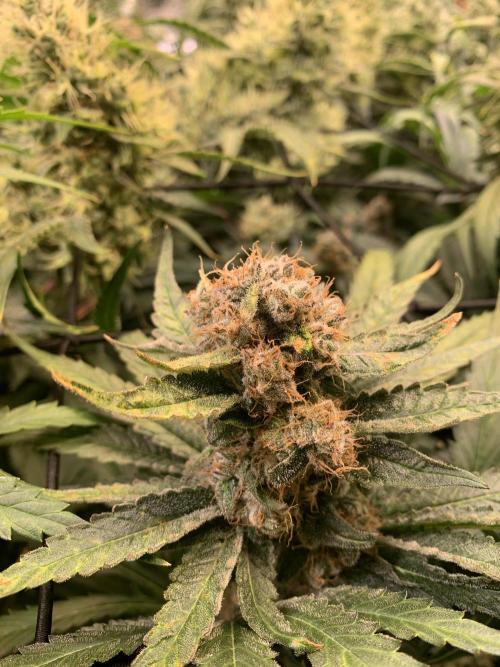 Cherry Popper :). Week 11