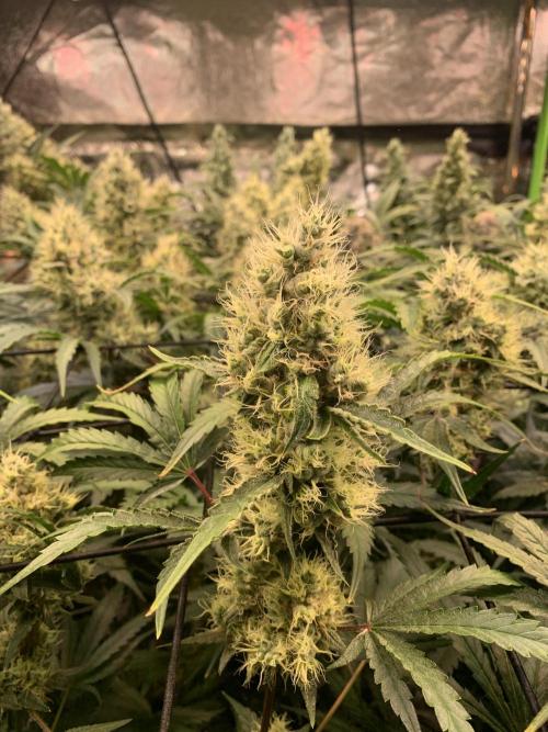 Cherry Popper :). Week 11