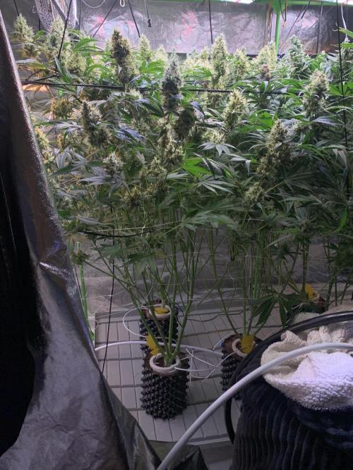 Cherry Popper :). Week 11