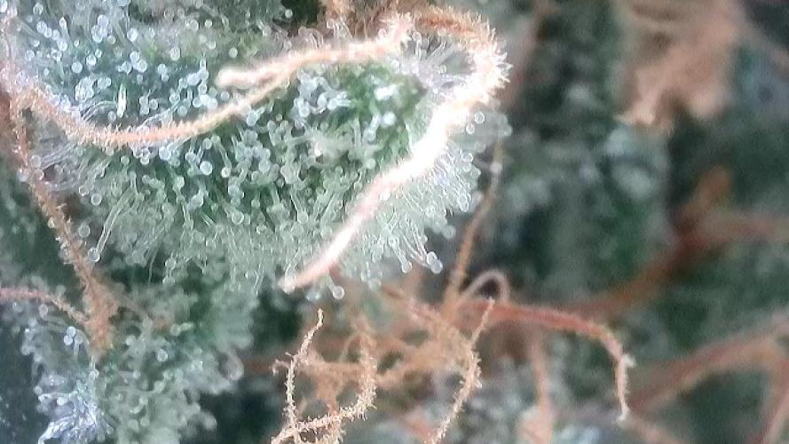 Cherry Popper :). Week 11