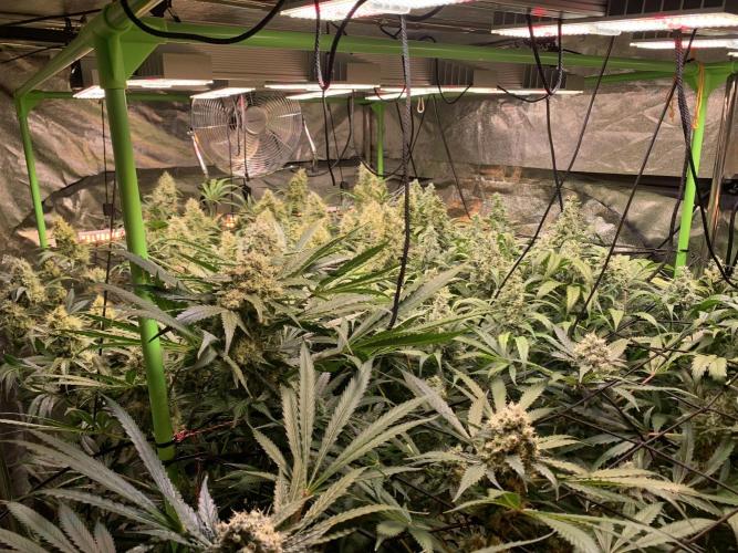 Cherry Popper :). Week 11