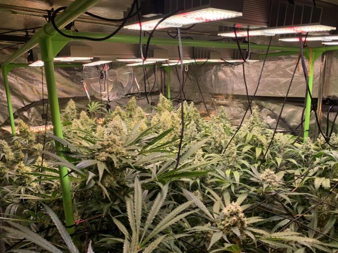Cherry Popper :). Week 11