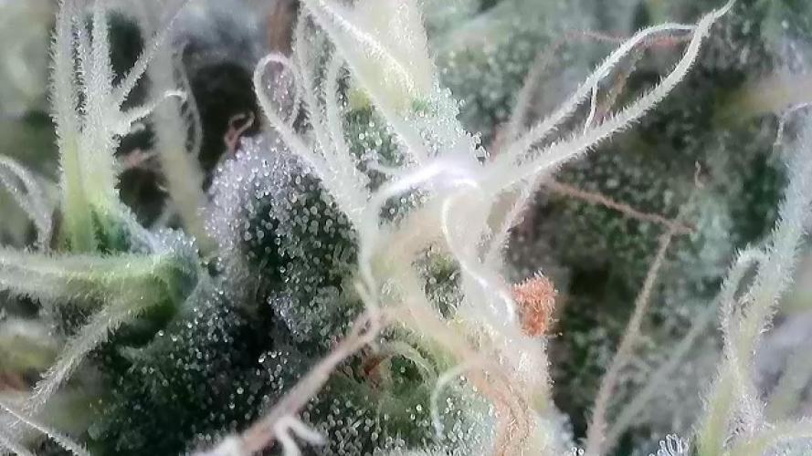 Cherry Popper :). Week 11