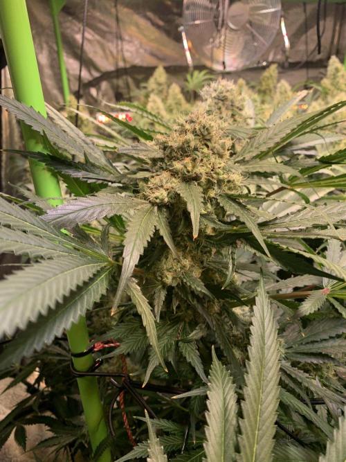 Cherry Popper :). Week 11