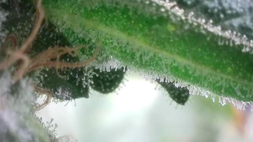 Cherry Popper :). Week 11