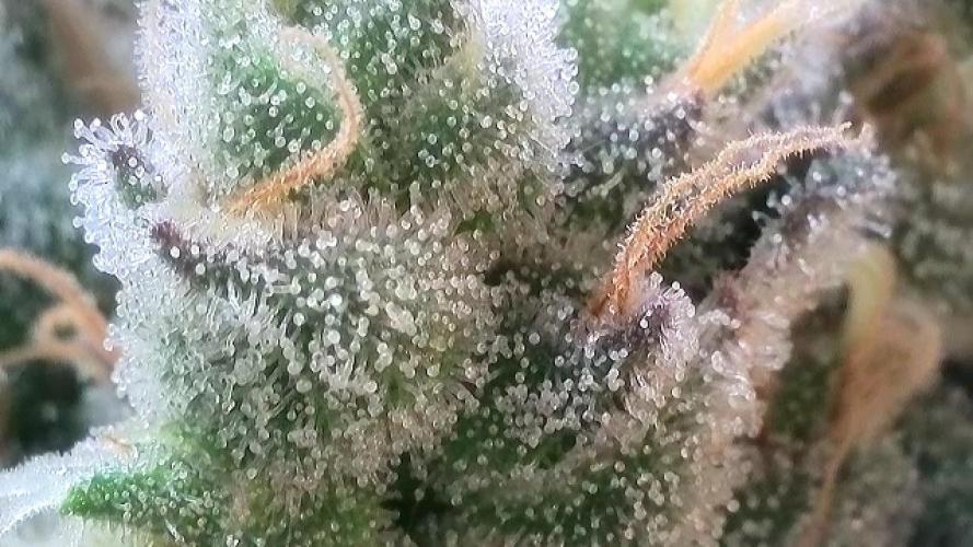 Cherry Popper :). Week 12