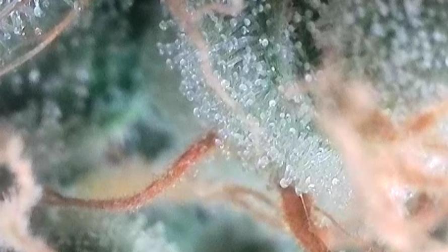 Cherry Popper :). Week 12