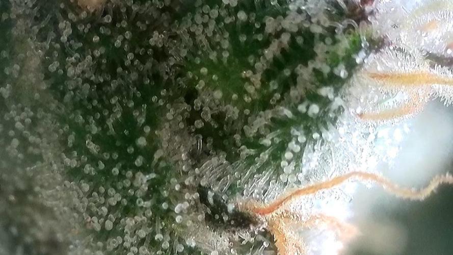 Cherry Popper :). Week 12