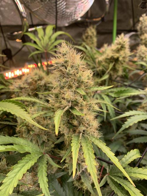 Cherry Popper :). Week 12