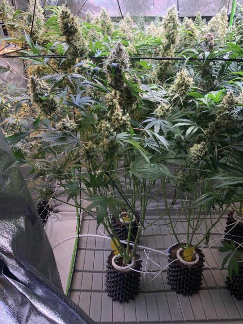 Cherry Popper :). Week 12