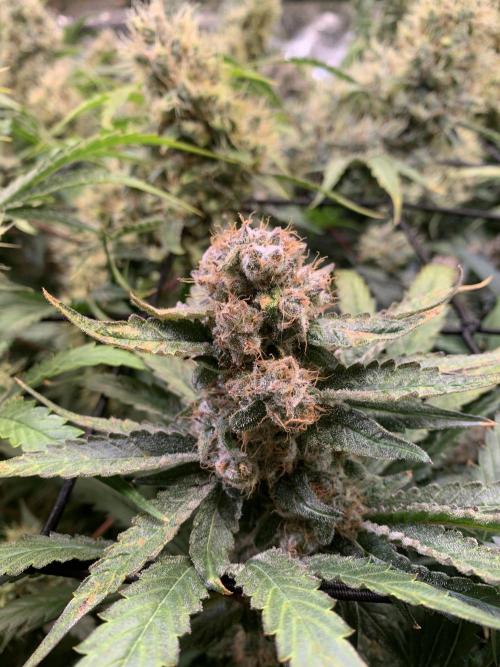 Cherry Popper :). Week 12
