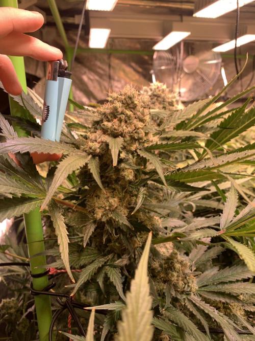 Cherry Popper :). Week 12