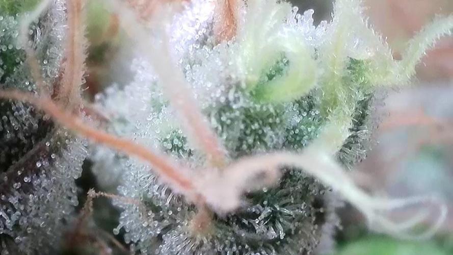 Cherry Poppers. Week 14