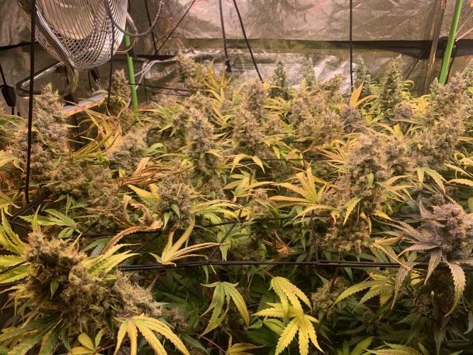 Cherry Popper :). Week 14