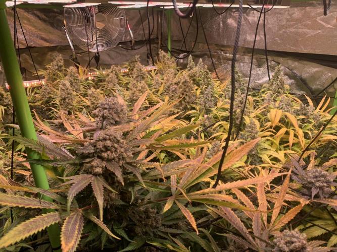 Cherry Popper :). Week 14