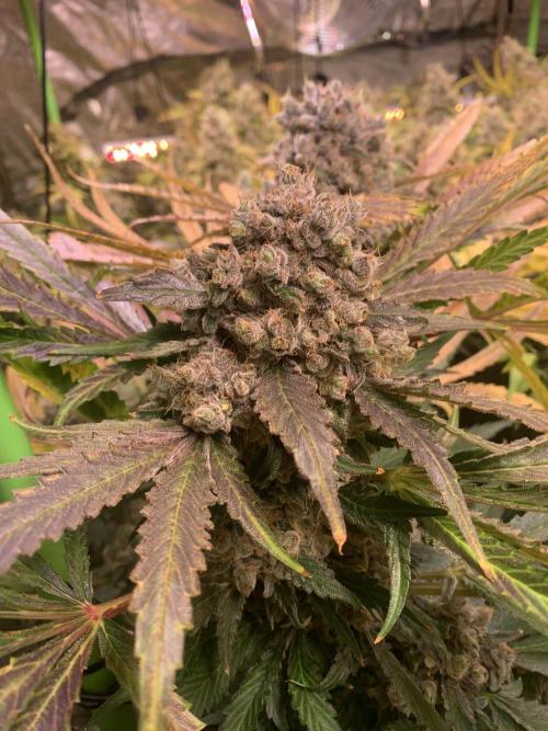 Cherry Popper :). Week 14
