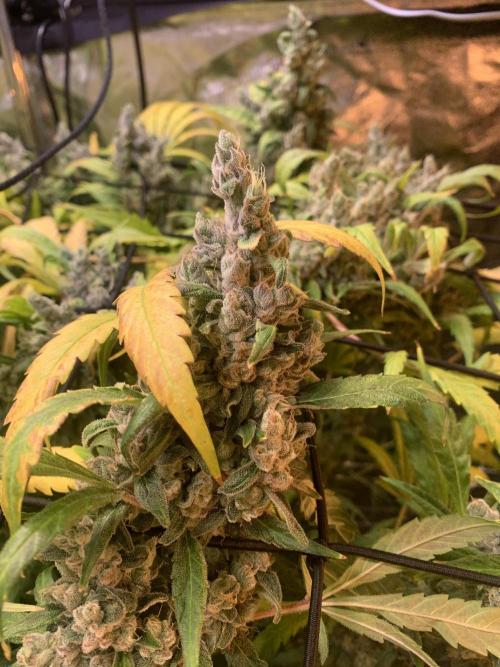 Cherry Popper :). Week 14