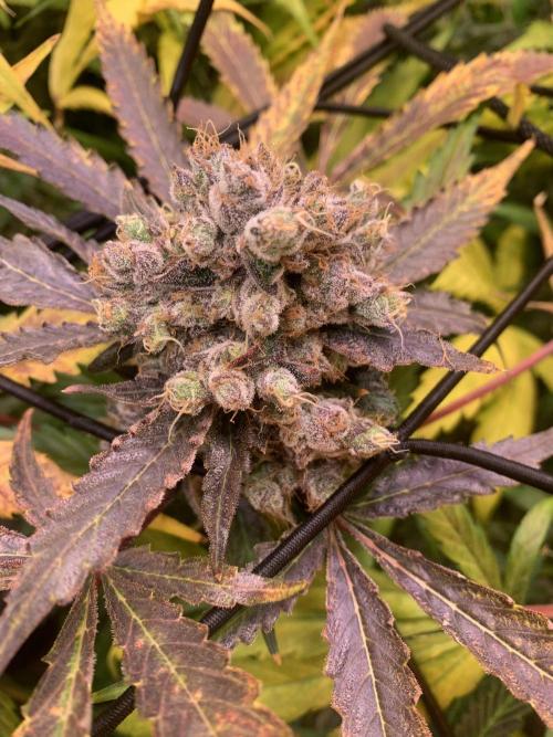 Cherry Popper :). Week 14