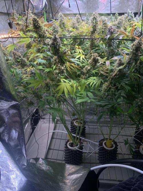 Cherry Popper :). Week 14