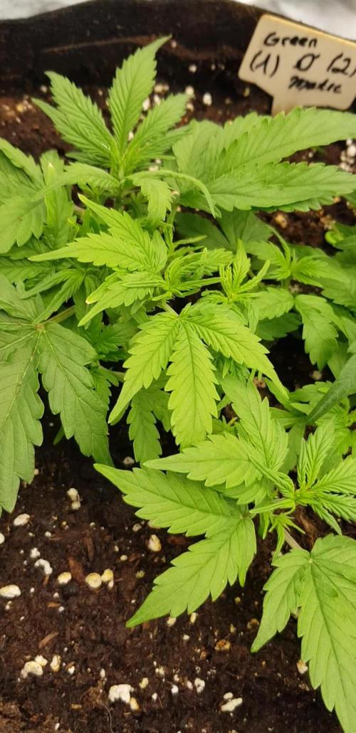 Green O Matic LST