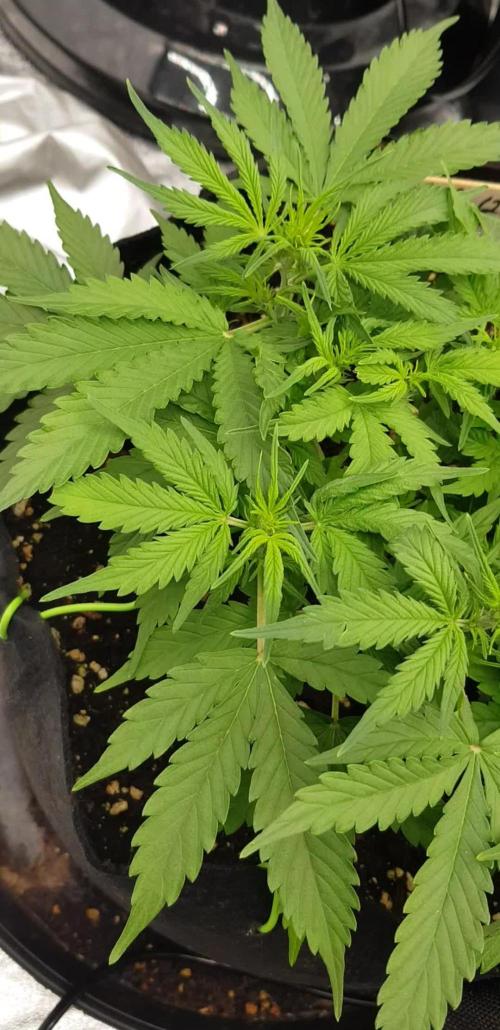 Green O Matic LST