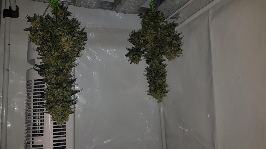 Tropicanna Banana. Week 9
