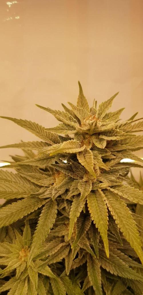 Weeding Cake Zero Training