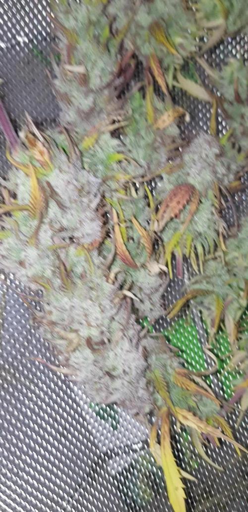 Frosty Green-O-Matic