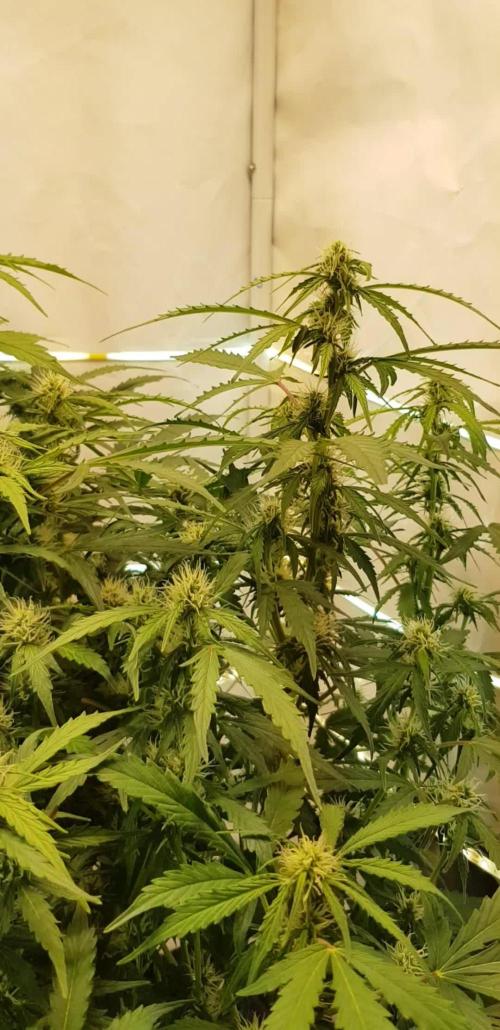 Twin Green-O-Matic LST