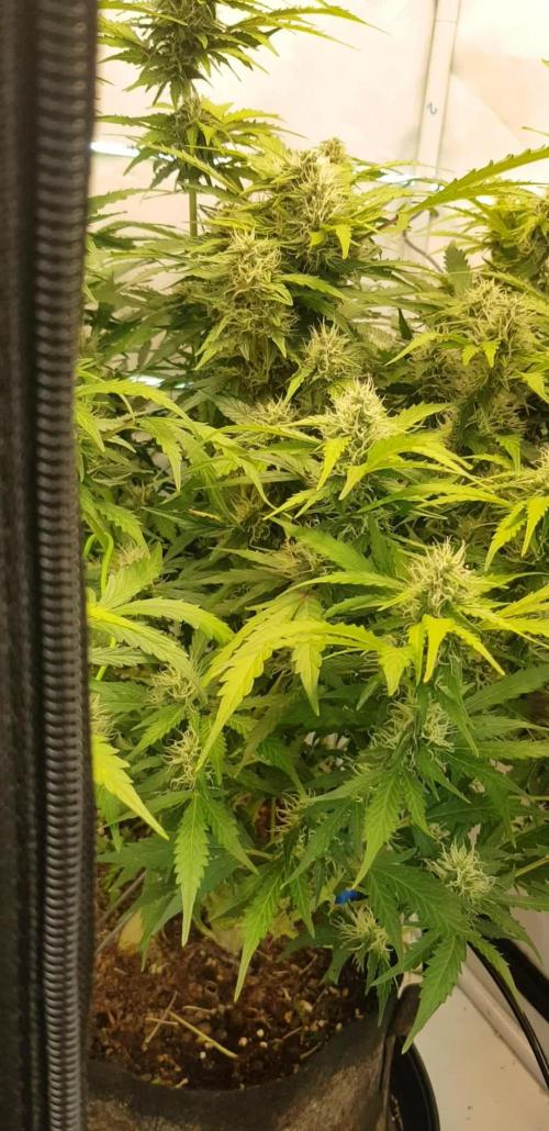 Twin Green-O-Matic LST