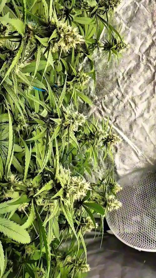 Sweet Seeds Forest
