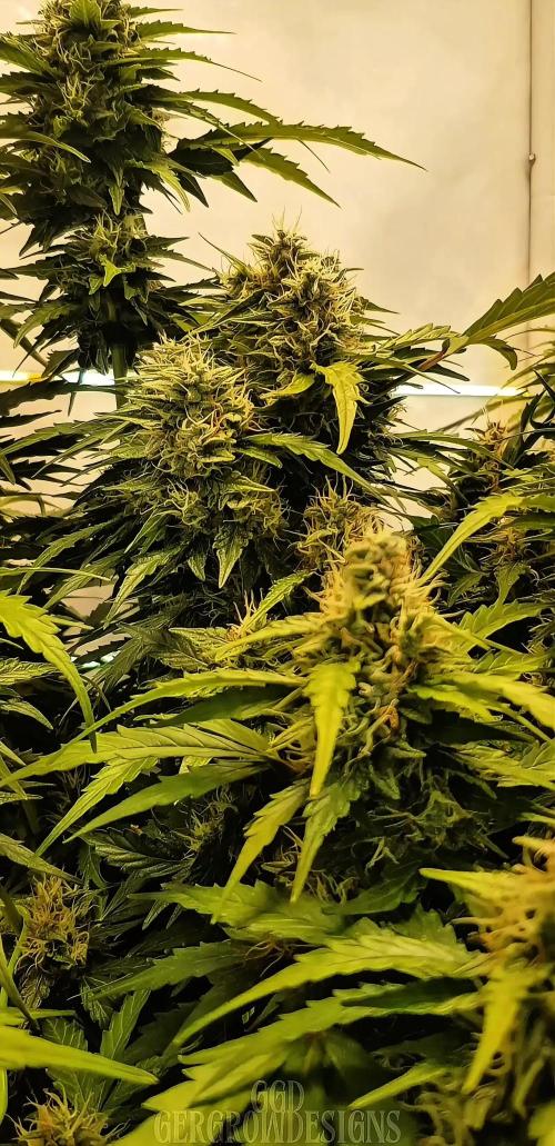 Twin Green-O-Matic LST