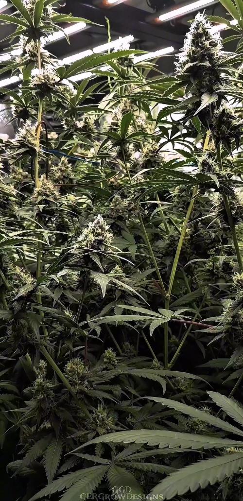 Sweet Seeds Forest