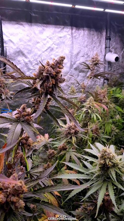 Sweet Seeds Forest