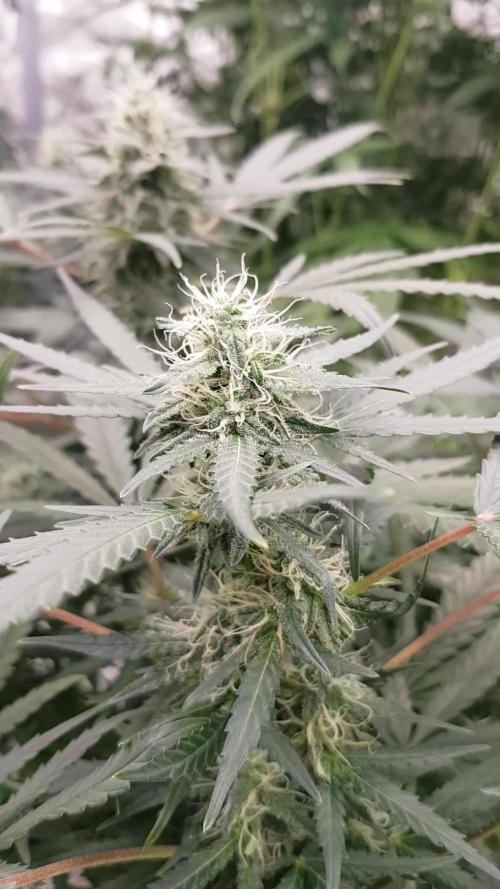 A Sweet Pruple Dream