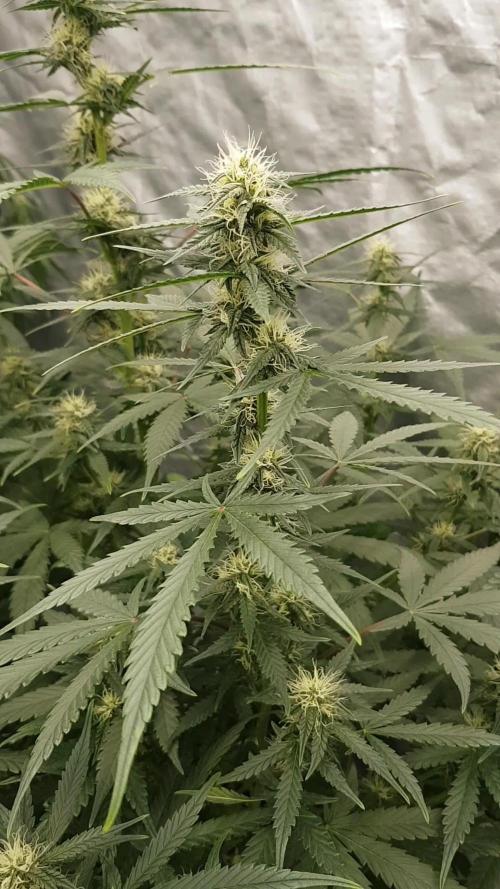 Some Lemon with Haze