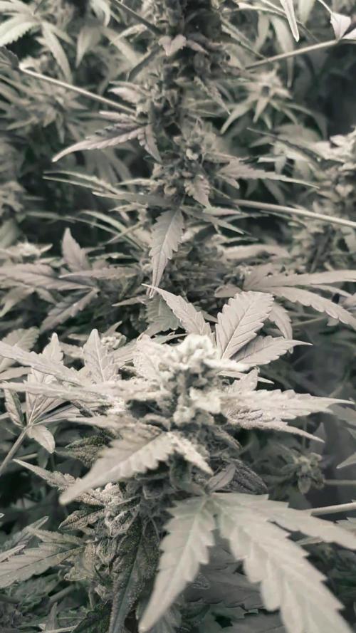 A Sweet Pruple Dream