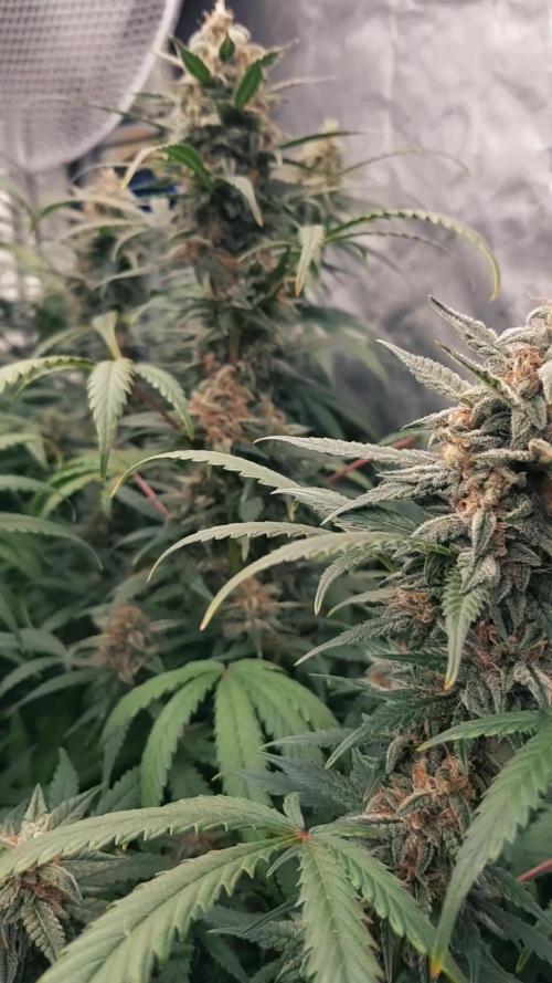 Some Lemon with Haze