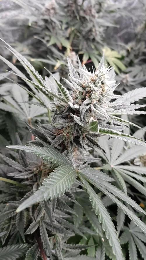 Gelato with Fruity Addition