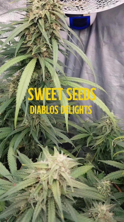 Pablo goes Delight