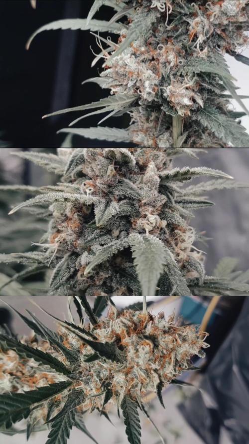 Some Lemon with Haze