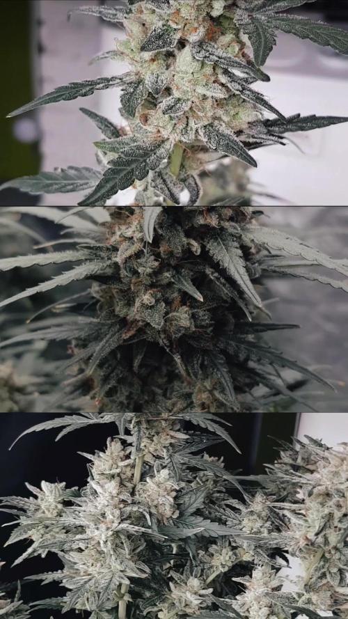 A Sweet Pruple Dream