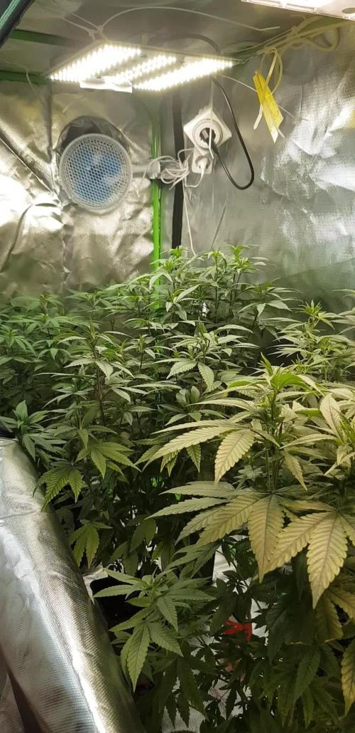 Kingping/pin Kush