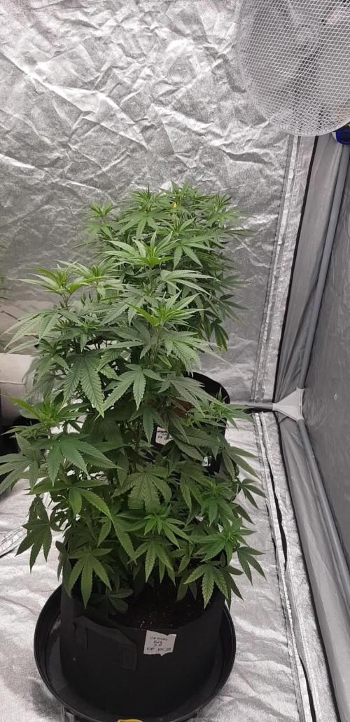 Dutch Passion Competition