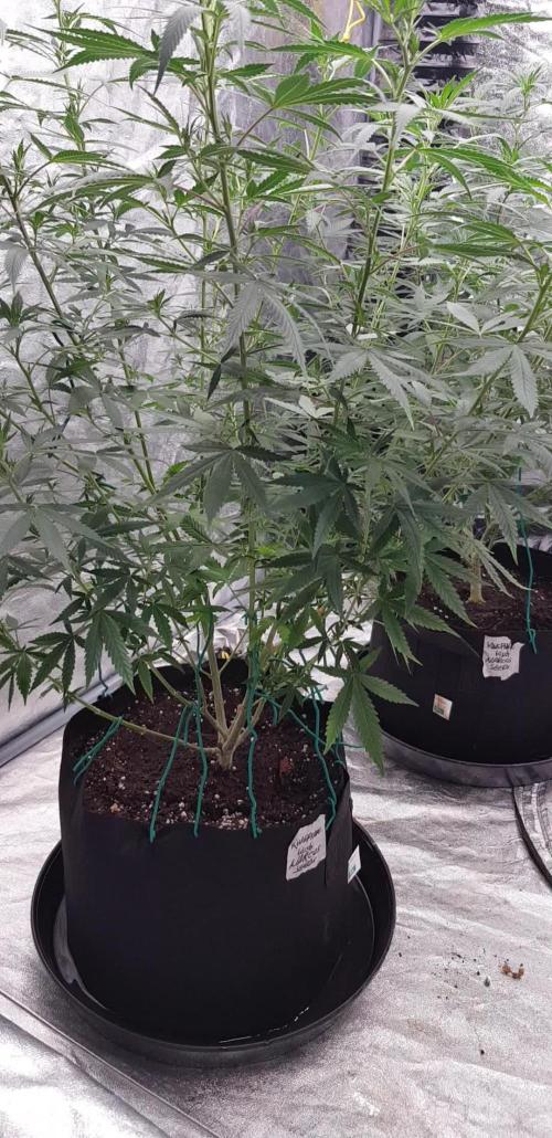 Narcos Seeds Kingping/pin Kush