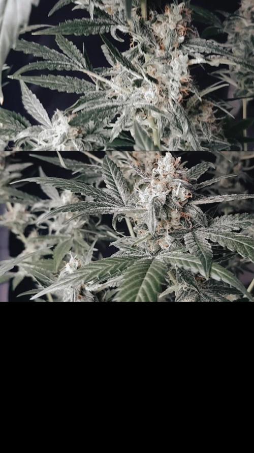 Summer Slush Pineapple Deluxe