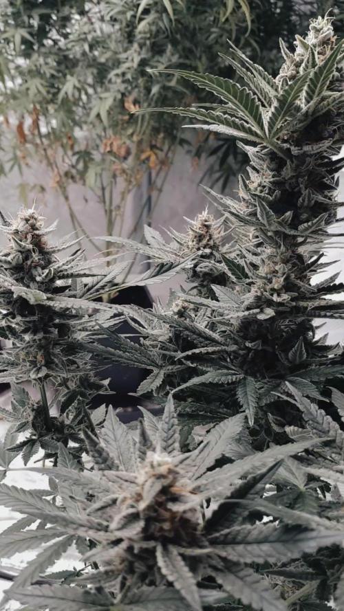 Gelato with Fruity Addition