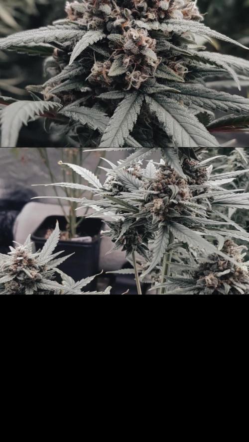 Glue with Taste