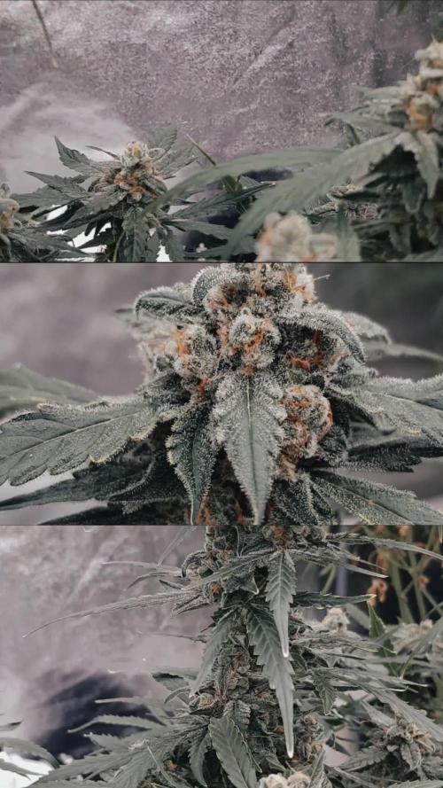 Looking into the Future