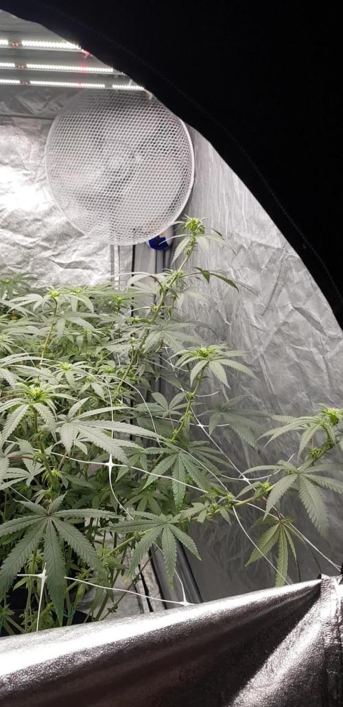 Narcos Seeds Kingping/pin Kush